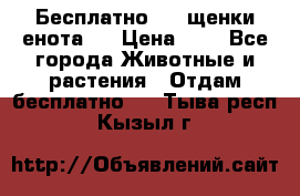 Бесплатно !!! щенки енота!! › Цена ­ 1 - Все города Животные и растения » Отдам бесплатно   . Тыва респ.,Кызыл г.